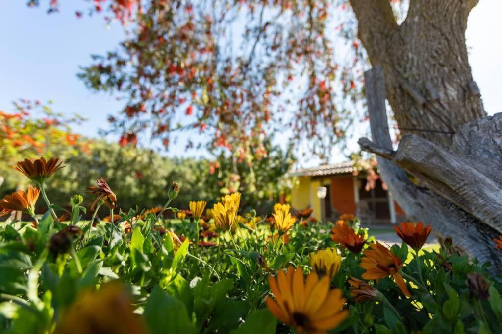 A Charming Country Cottage + Bikes And Kayaks Bosa Exterior photo
